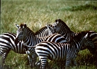 Africa (1)  Zebra herd, Masai Mara, Kenya